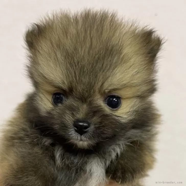 ID:2404-00317の子犬