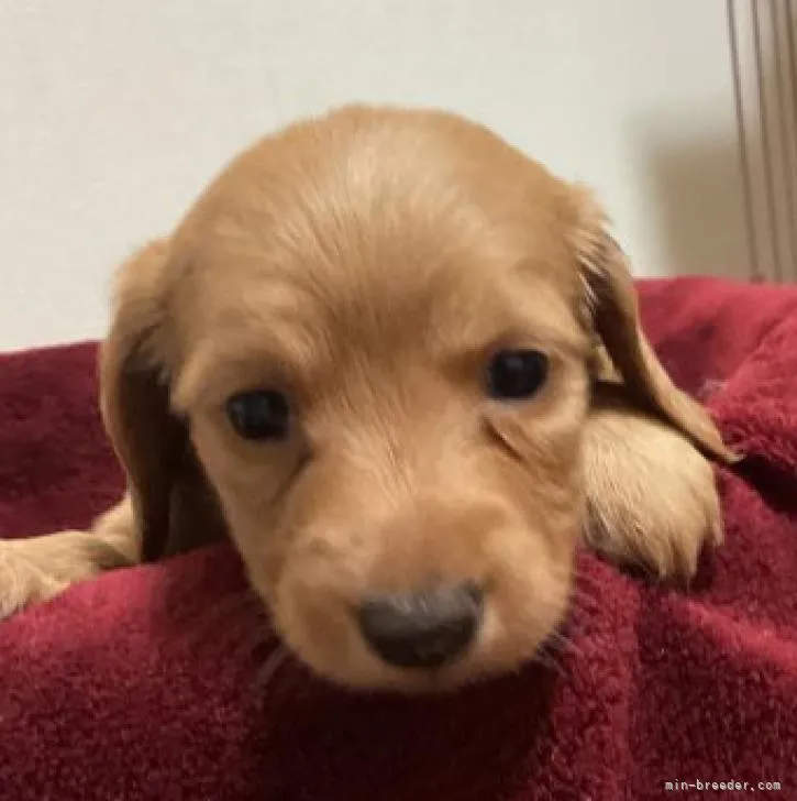 M.S 様のお迎えした子犬