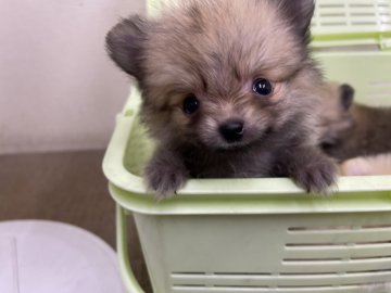 ポメラニアン【千葉県・女の子・2021年8月7日・オレンジ】の写真「とても小さな小さな女の子🌸」