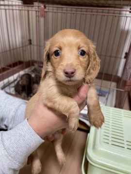 ミニチュアダックスフンド(ロング)【千葉県・男の子・2022年2月7日・ゴールド】の写真「逞しく元気いっぱいに育ってます」