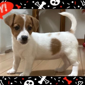 ジャックラッセルテリア【千葉県・女の子・2023年7月18日・ホワイトアンドタン】の写真「可愛いジャックの女の子」