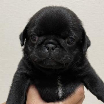 パグ【千葉県・男の子・2022年7月7日・ブラック】の写真「ブラックで暑苦しい僕です。」