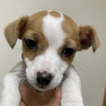 ジャックラッセルテリア【千葉県・女の子・2022年12月11日・ホワイトアンドタン】の写真「小粒で可愛い子です」