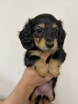 ミニチュアダックスフンド(ロング)【千葉県・女の子・2021年12月6日・ブラックタン】の写真「姉妹で毎日合唱して元気いっぱいな女の子です。」