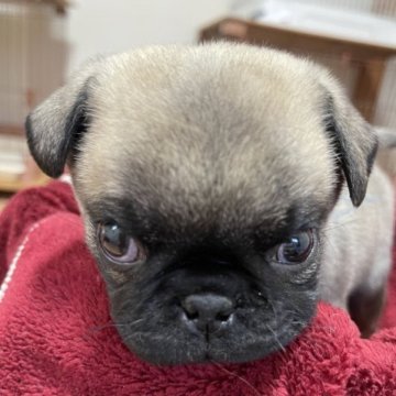 パグ【千葉県・男の子・2022年12月10日・フォーン】の写真「中々の男前です。元気、スクスク育ってます」