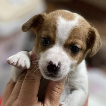 ジャックラッセルテリア【千葉県・男の子・2024年3月3日・ホワイトアンドタン】の写真「逞しく育ってます(*^^*)」
