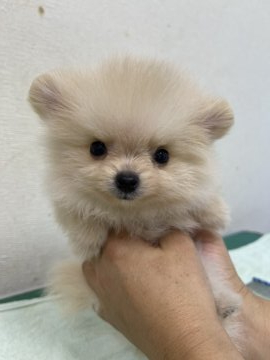 ポメラニアン【千葉県・男の子・2021年8月7日・クリーム】の写真「小さいけど元気な僕」