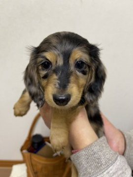 ミニチュアダックスフンド(ロング)【千葉県・女の子・2021年12月6日・シルバーダップル】の写真「姉妹3匹で楽しいそうに遊んでいます」