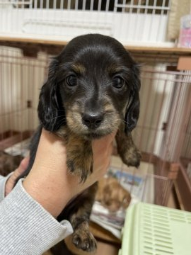 ミニチュアダックスフンド(ロング)【千葉県・女の子・2022年2月7日・ブラックタン】の写真「元気いっぱいな女の子です。」