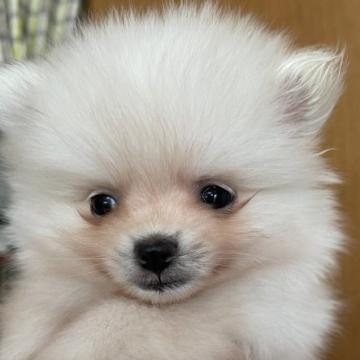 ポメラニアン【千葉県・男の子・2022年8月31日・ホワイト】の写真「とっても小さな、小さな男の子」