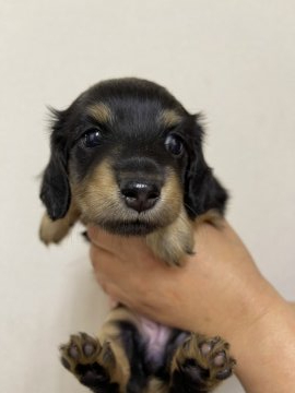 ミニチュアダックスフンド(ロング)【千葉県・女の子・2022年1月18日・ブラックタン】の写真「1匹っ子の女の子。ムクムクして可愛いです。」