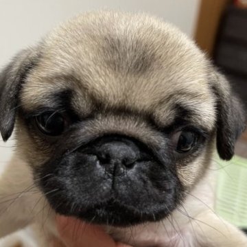 パグ【千葉県・女の子・2023年1月17日・フォーン】の写真「デブデブしい私です。ちょこっとでべそ可愛いでしょ😅」
