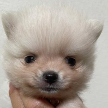 ポメラニアン【千葉県・男の子・2022年8月23日・ホワイト】の写真「とっても小さな、小さな男の子」