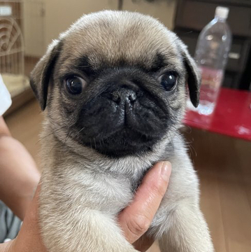 パグ【千葉県・男の子・2022年4月10日・フォーン】の写真「元気いっぱいな男の子」