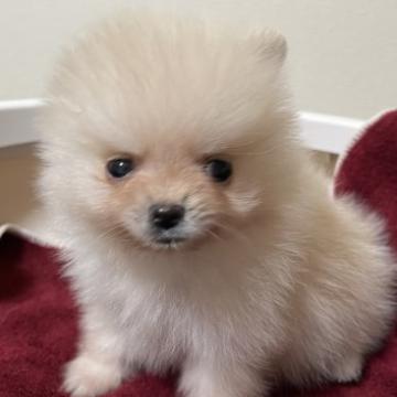 ポメラニアン【千葉県・男の子・2022年8月31日・クリーム】の写真「とっても小さな、小さな男の子」