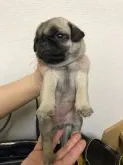 パグ【千葉県・女の子・2021年1月22日・フォーン】の写真2