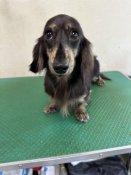 ミニチュアダックスフンド(ロング)【・女の子・2023年5月23日・ブラックタン】