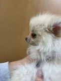 ポメラニアン【千葉県・女の子・2022年2月20日・クリーム】の写真5