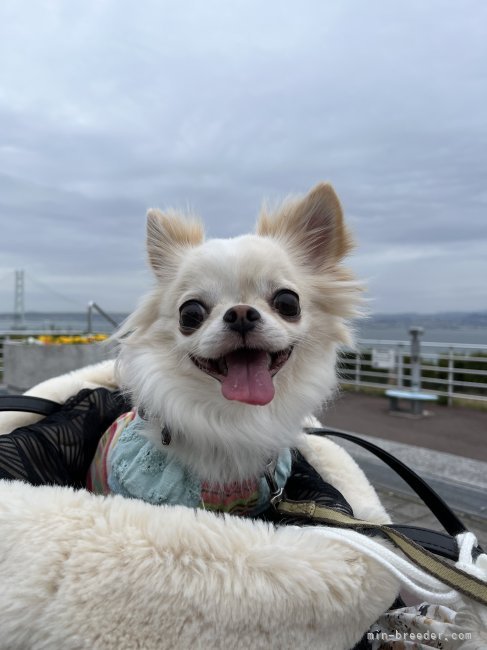 我が家の看板犬　もなか｜梅本　ひふみ(うめもと　ひふみ)ブリーダー(兵庫県・チワワ(ロング)・JKC登録)の紹介写真1