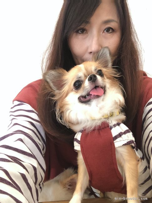 チワワ好きが高じてブリーダーになりました｜梅本　ひふみ(うめもと　ひふみ)ブリーダー(兵庫県・チワワ(ロング)・JKC登録)の紹介写真2