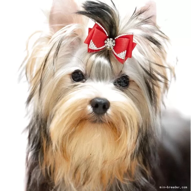 ID:2508-02985の子犬