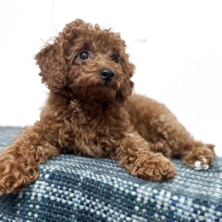 s.s 様のお迎えした子犬