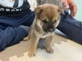 柴犬(標準サイズ)【滋賀県・男の子・2025年4月24日・赤】の写真10