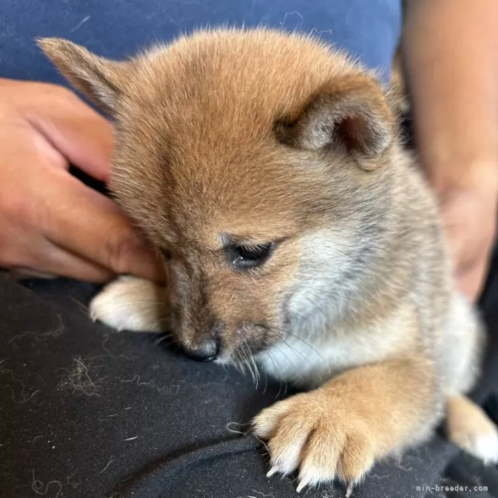 ID：2508-03362の子犬