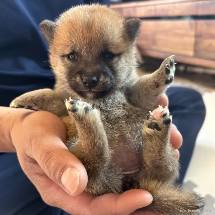 たーぼー 様のお迎えした子犬