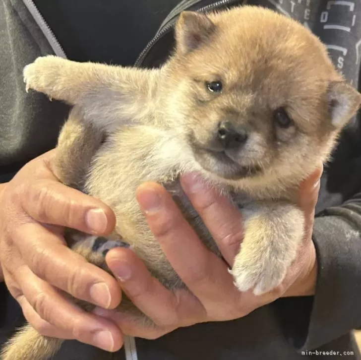 N.N 様のお迎えした子犬