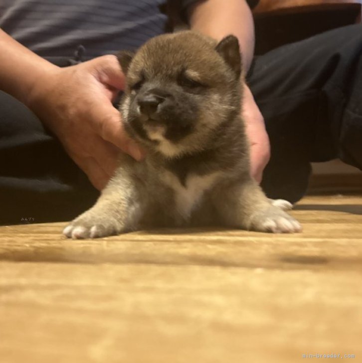 ブリーダー画像