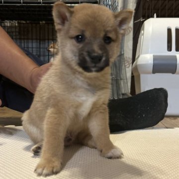 柴犬(豆柴)【滋賀県・男の子・2025年7月14日・赤】の写真「元気いっぱい。出産ラッシュの為大幅値引き中❗️」