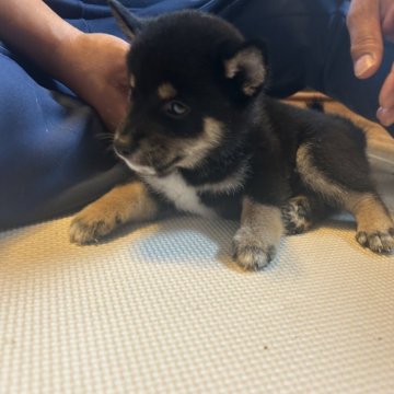柴犬(標準サイズ)【滋賀県・男の子・2025年7月6日・黒】の写真「甘えん坊の黒ちゃん。出産ラッシュの為大幅値下げ中。」