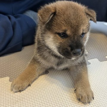 柴犬(標準サイズ)【滋賀県・男の子・2025年4月24日・赤】の写真「おっとりさん」