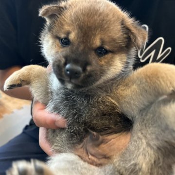 柴犬(標準サイズ)【滋賀県・男の子・2025年4月24日・赤】の写真「おっとりさん」