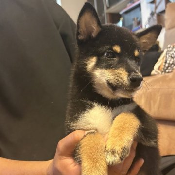 柴犬(標準サイズ)【滋賀県・男の子・2025年7月6日・黒】の写真「マロの綺麗な男の子」