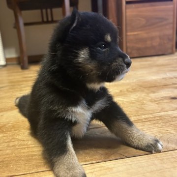 柴犬(標準サイズ)【滋賀県・男の子・2025年7月6日・黒】の写真「甘えん坊の黒ちゃん。出産ラッシュの為大幅値下げ中。」