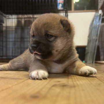 柴犬(豆柴)【滋賀県・女の子・2025年8月21日・赤】の写真「ぽっちゃり女の子」