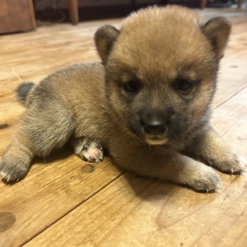 豆柴【滋賀県・男の子・2025年7月1日・赤】の写真「綺麗な赤の豆柴。出産ラッシュの為大幅値下げ中。」