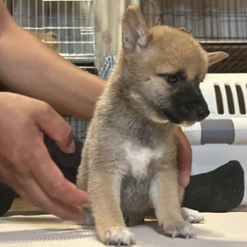 柴犬(豆柴)【滋賀県・女の子・2025年7月9日・赤】の写真「おっとりな女の子。出産ラッシュの為大幅値引き中❗」