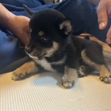 柴犬(標準サイズ)【滋賀県・男の子・2025年7月6日・黒】の写真「甘えん坊の黒ちゃん。出産ラッシュの為大幅値下げ中。」