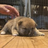 柴犬(豆柴)