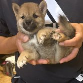 柴犬(豆柴)