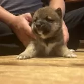 柴犬(標準サイズ)