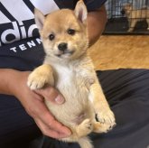 柴犬(豆柴)