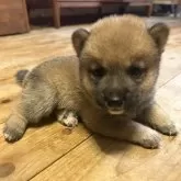 豆柴