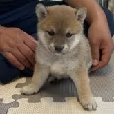 柴犬(標準サイズ)