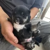 豆柴