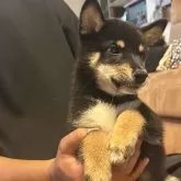 柴犬(標準サイズ)