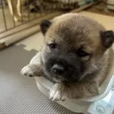 柴犬(標準サイズ)